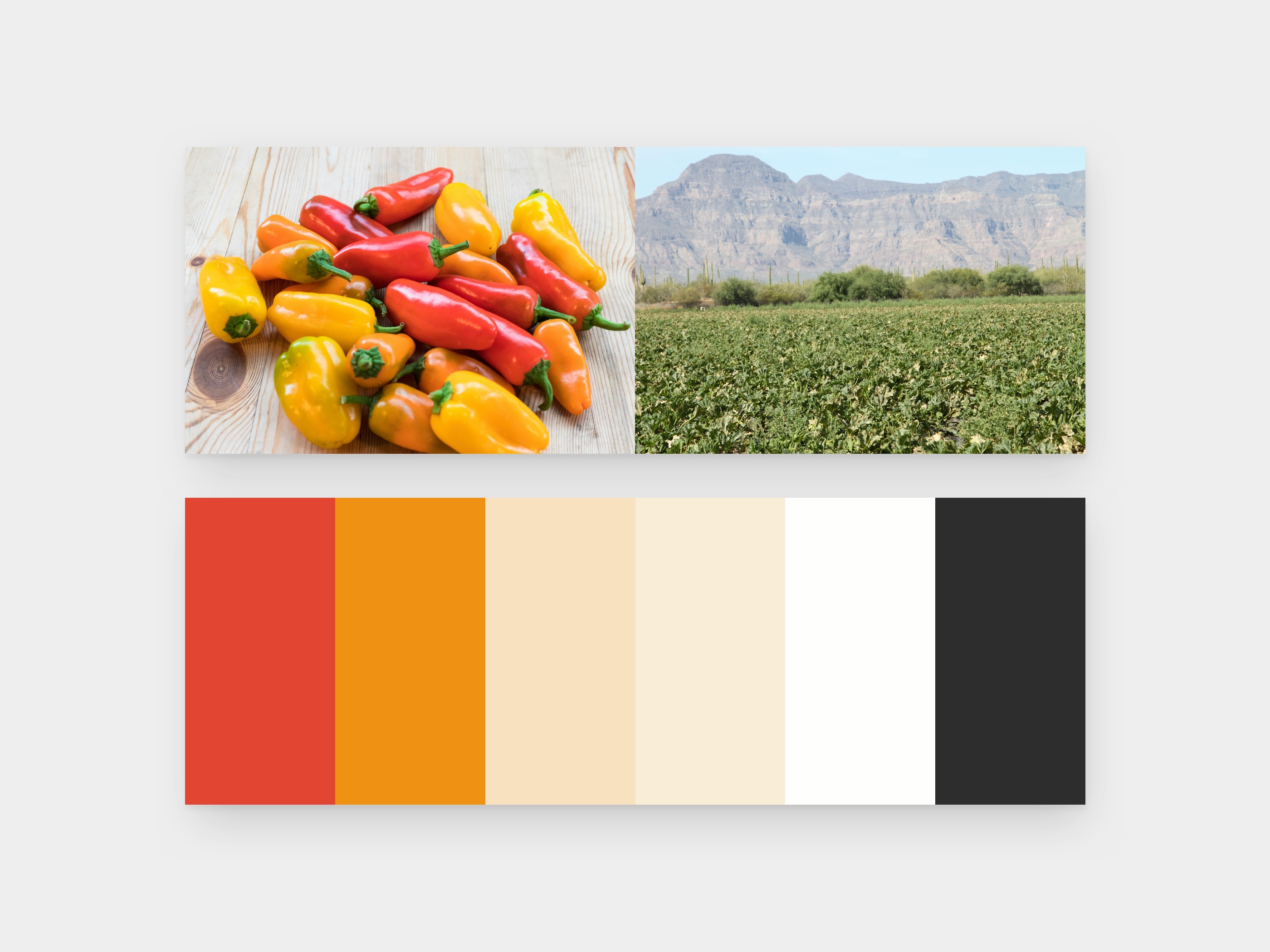 Del Cabo Brand Identity Colors